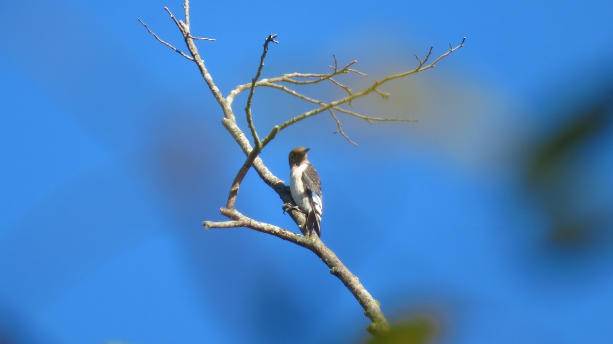 Red-headed Woodpecker - ML369948611