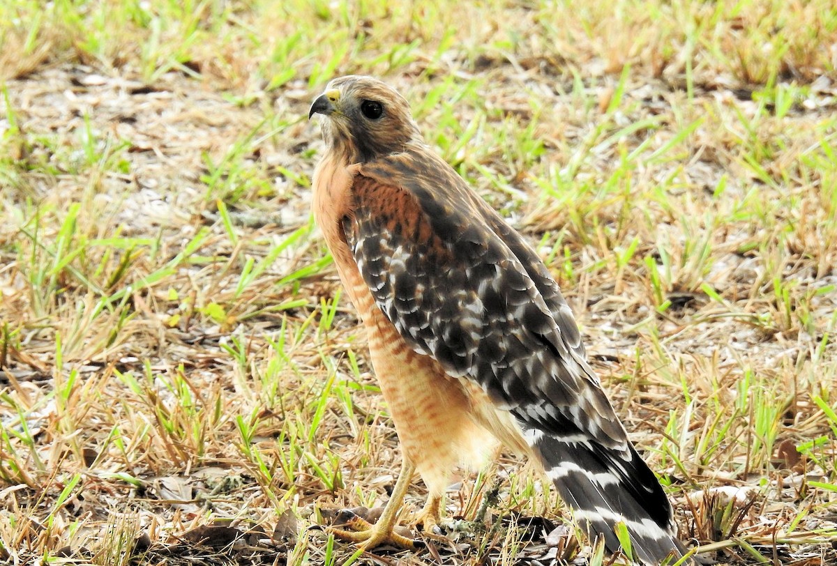 Red-shouldered Hawk - ML369949321