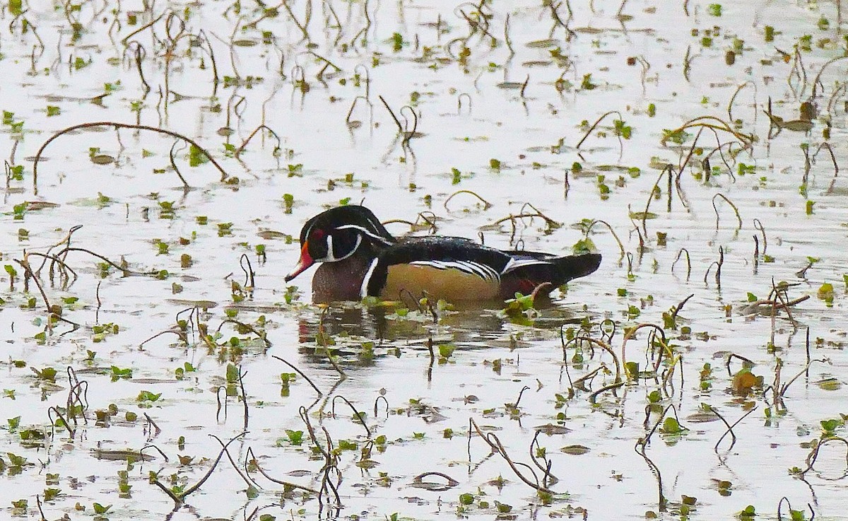 Wood Duck - ML369949511