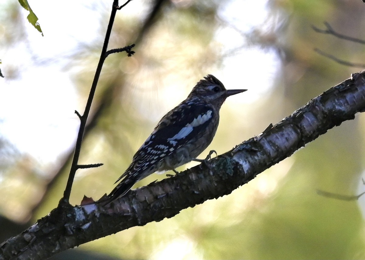Yellow-bellied Sapsucker - Joe Wujcik