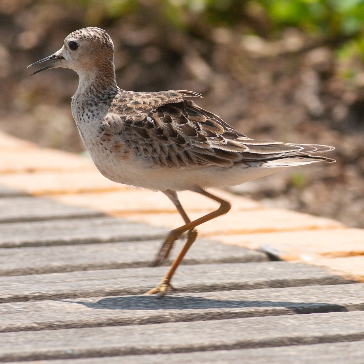 Buff-breasted Sandpiper - Werner Suter