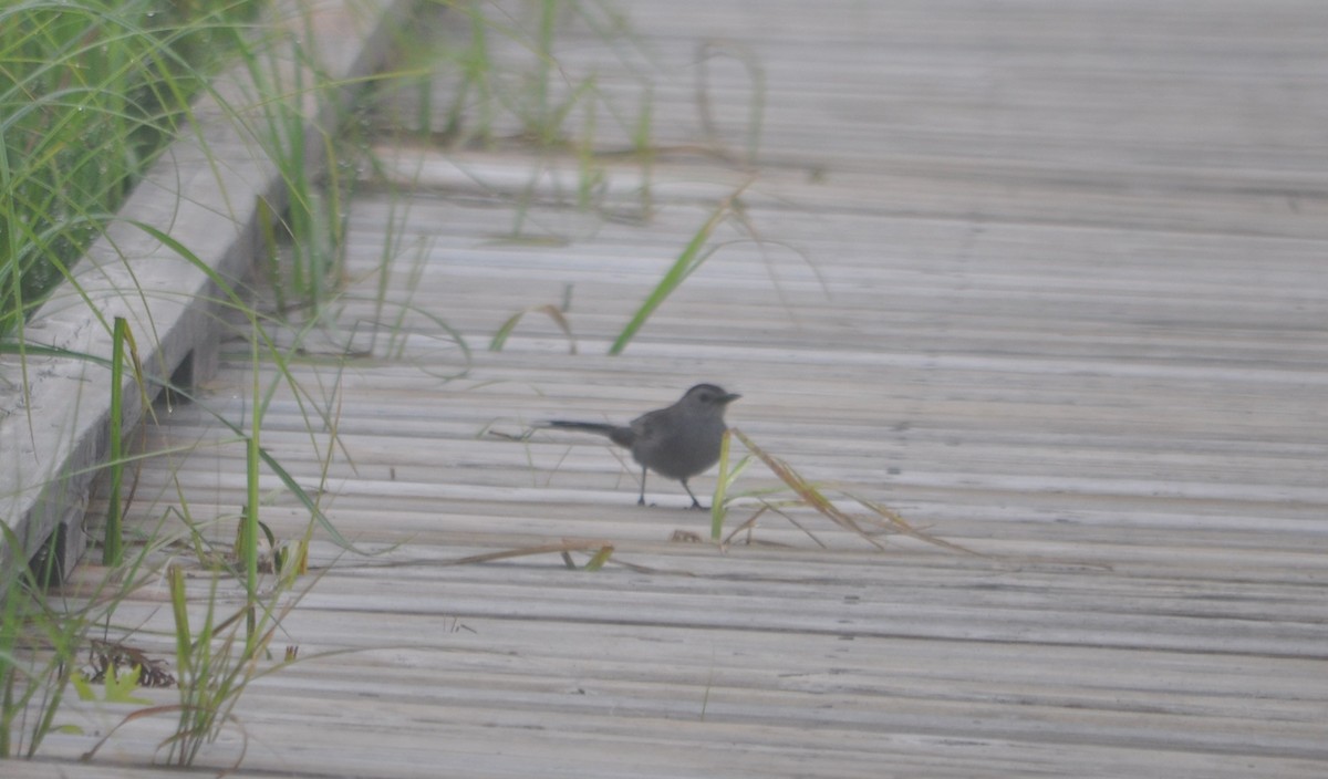 Gray Catbird - ML369952691