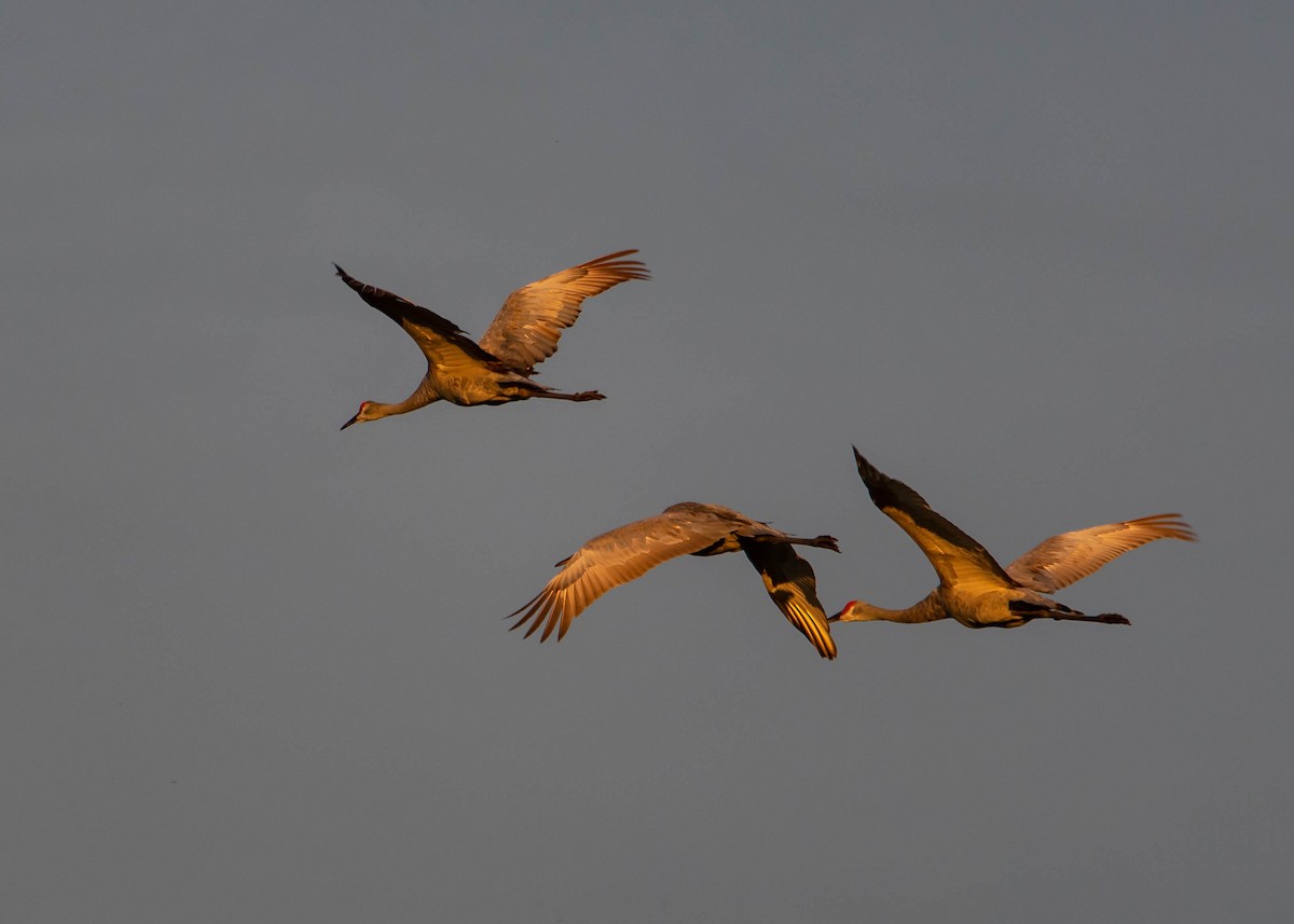 Sandhill Crane - ML369953701