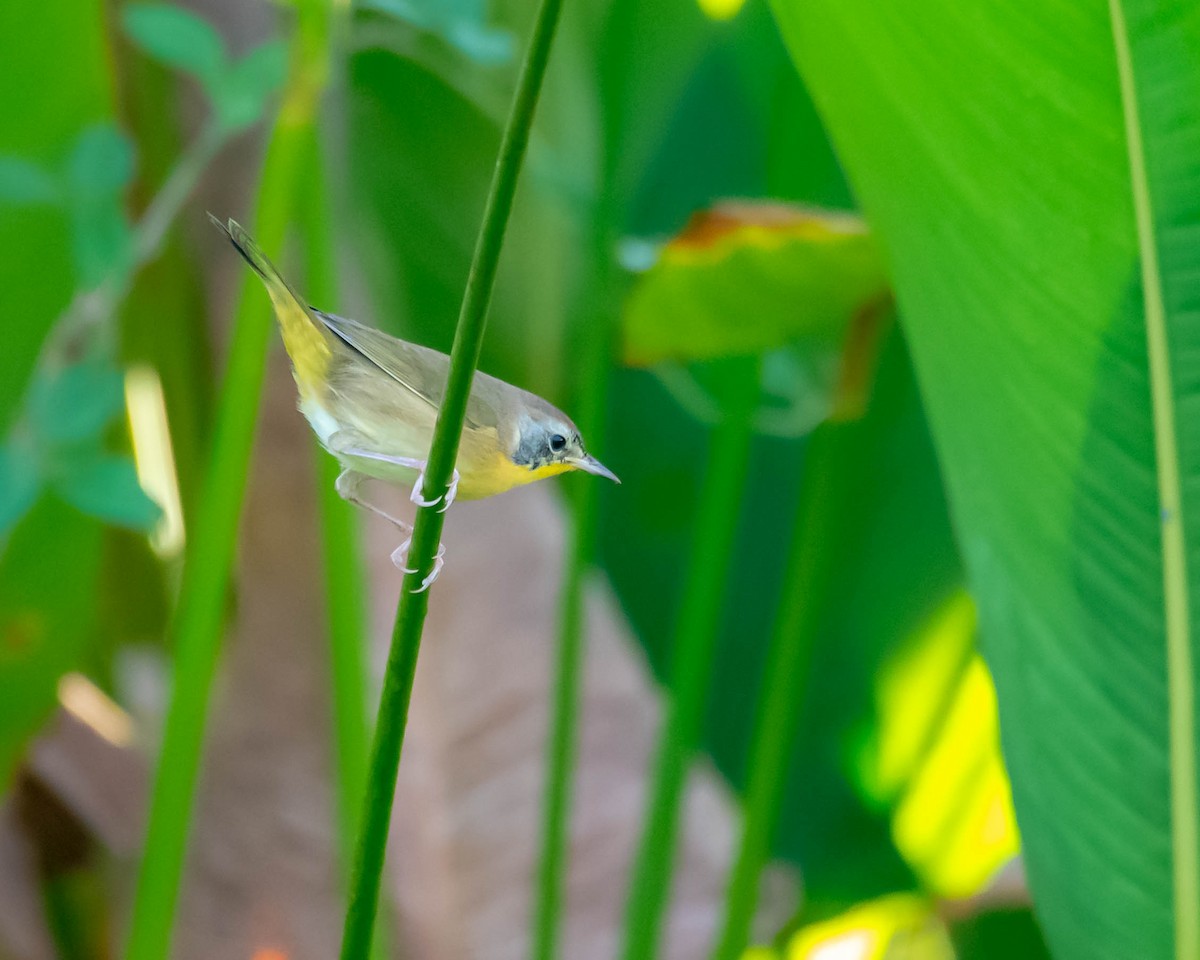 Common Yellowthroat - ML369953761