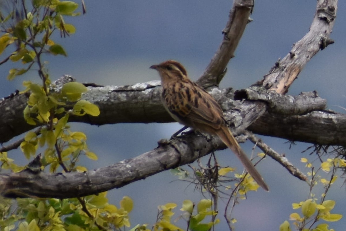 Striped Cuckoo - ML369954491