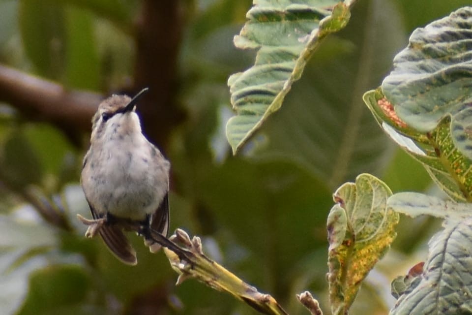 Kısa Kuyruklu Zümrüt - ML369954601