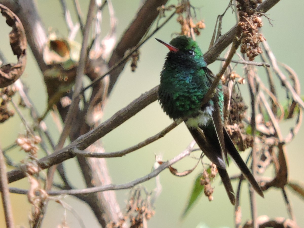 Golden-crowned Emerald - ML36995491