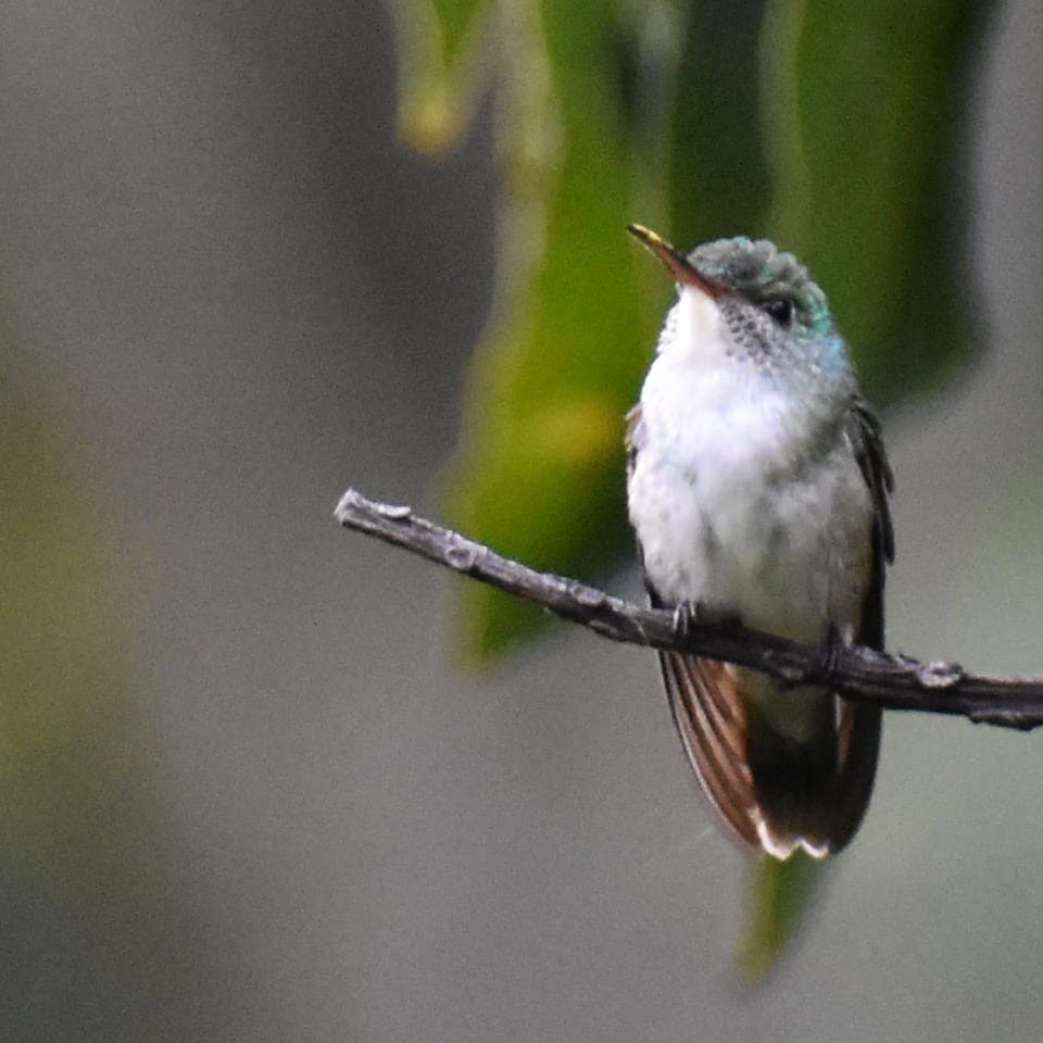kolibřík andský - ML369954911