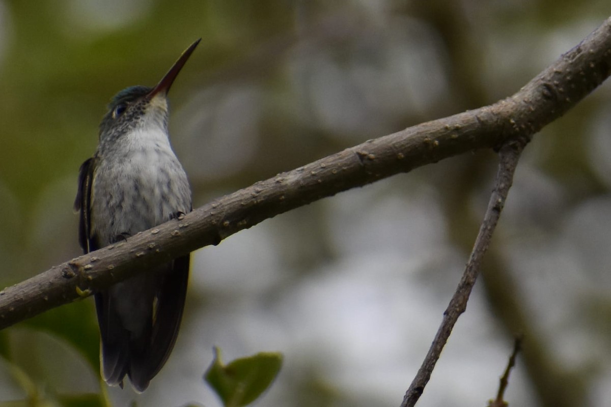 kolibřík andský - ML369954921