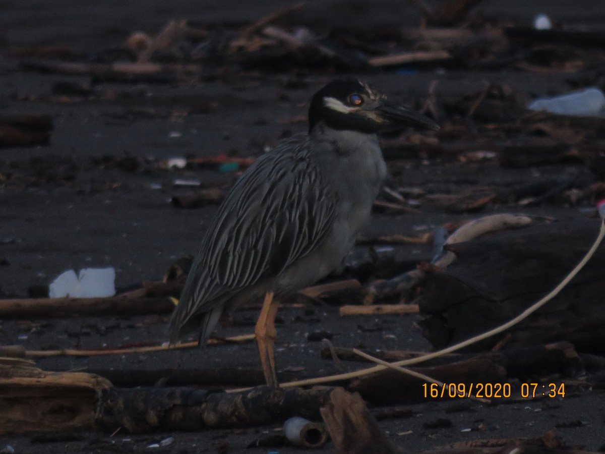 Yellow-crowned Night Heron - ML369955211