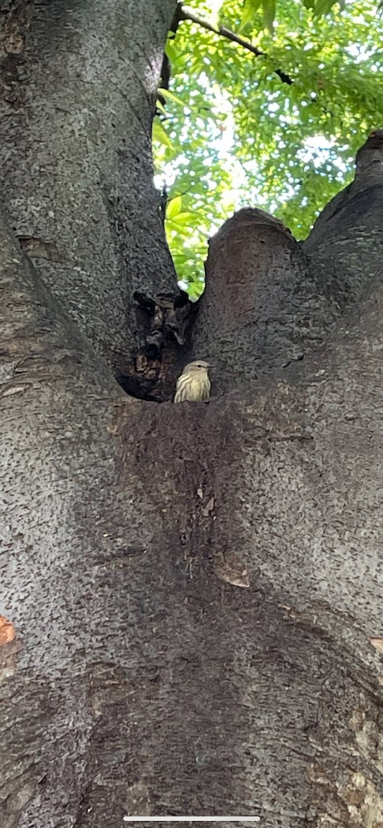 Paruline tigrée - ML369955291