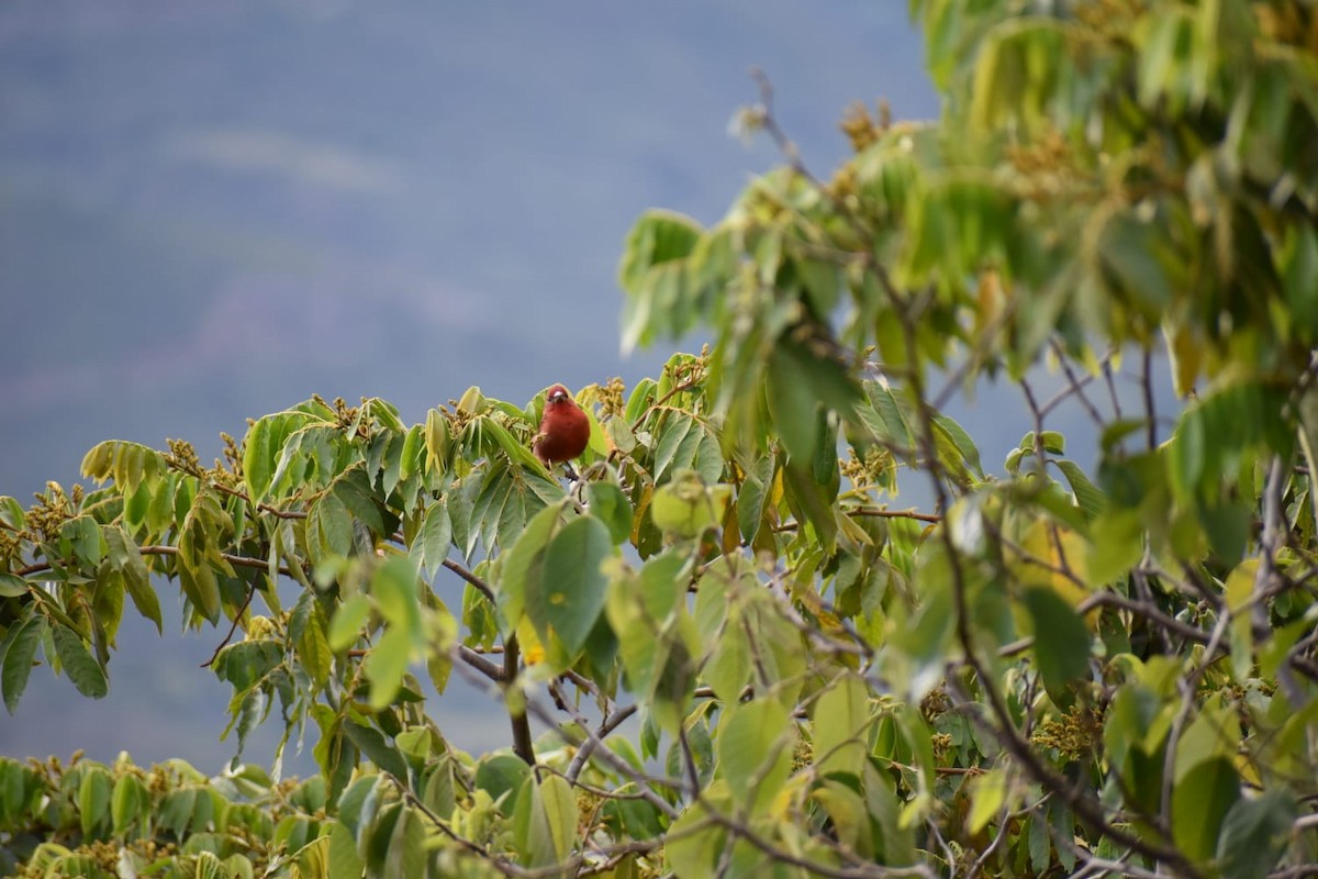 Hepatik Piranga - ML369955581