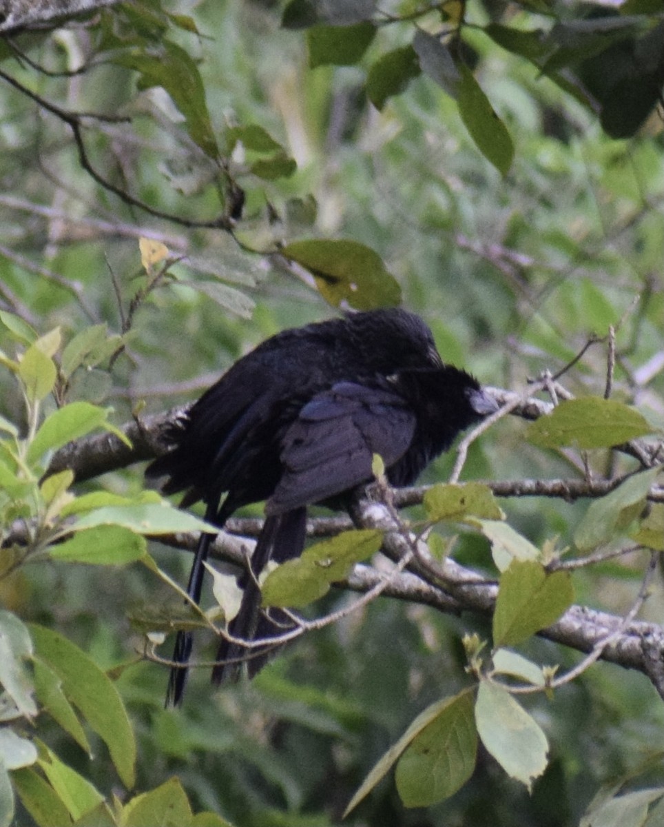 Groove-billed Ani - ML369955701