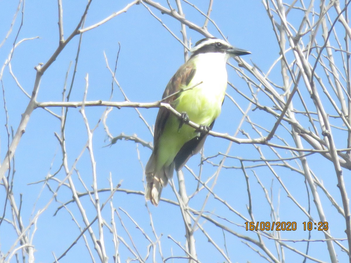 Great Kiskadee - ML369956271