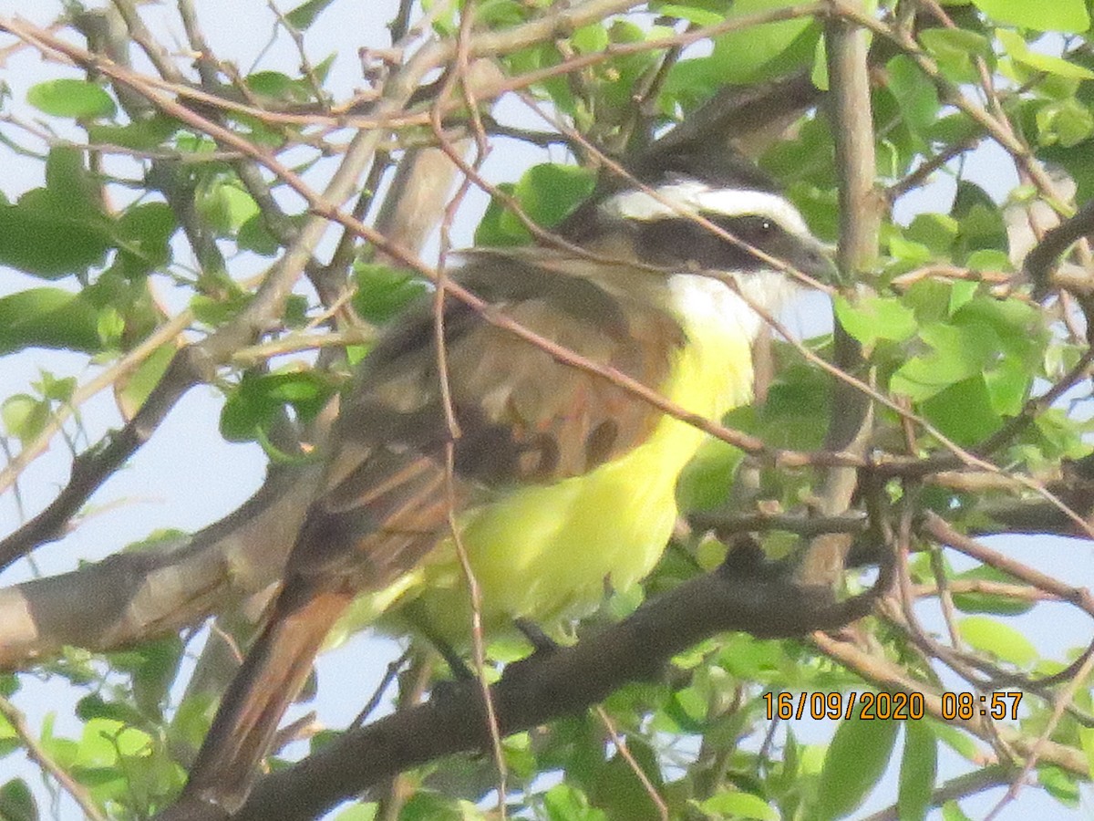 Great Kiskadee - ML369956301