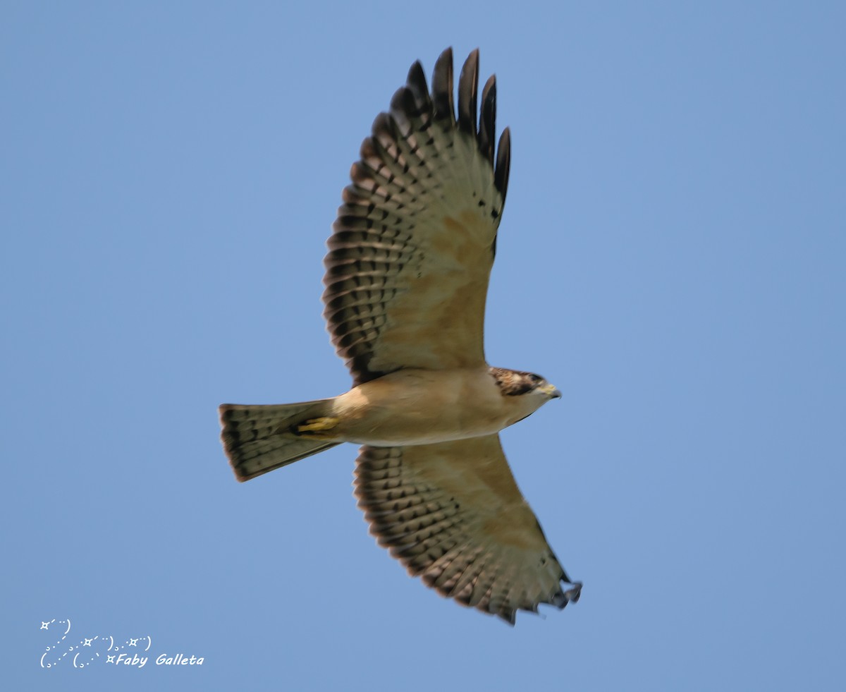 Short-tailed Hawk - Faby Galleta 🐦🦅