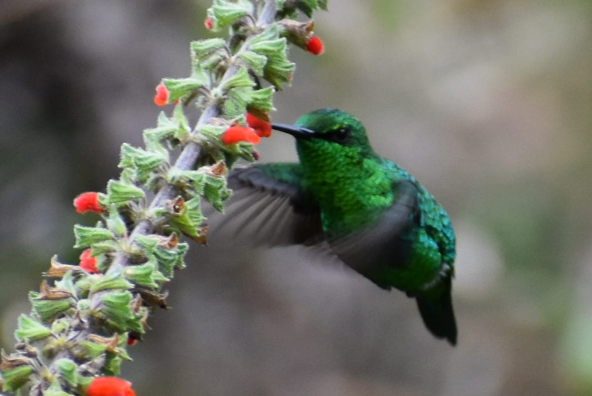 Short-tailed Emerald - ML369956921