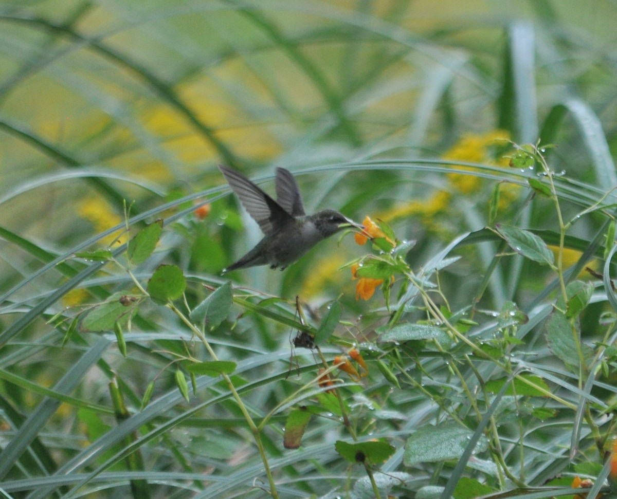 Ruby-throated Hummingbird - ML369960701