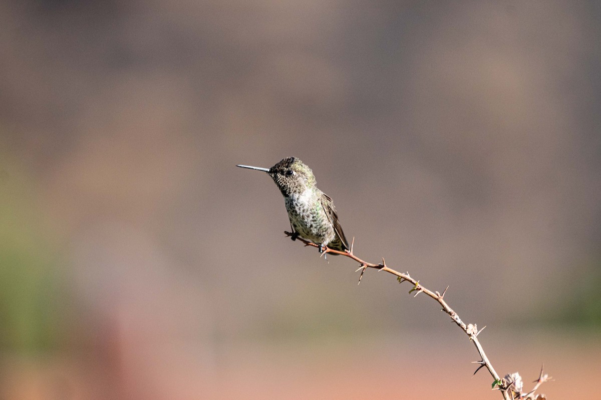 Anna's Hummingbird - ML369960771