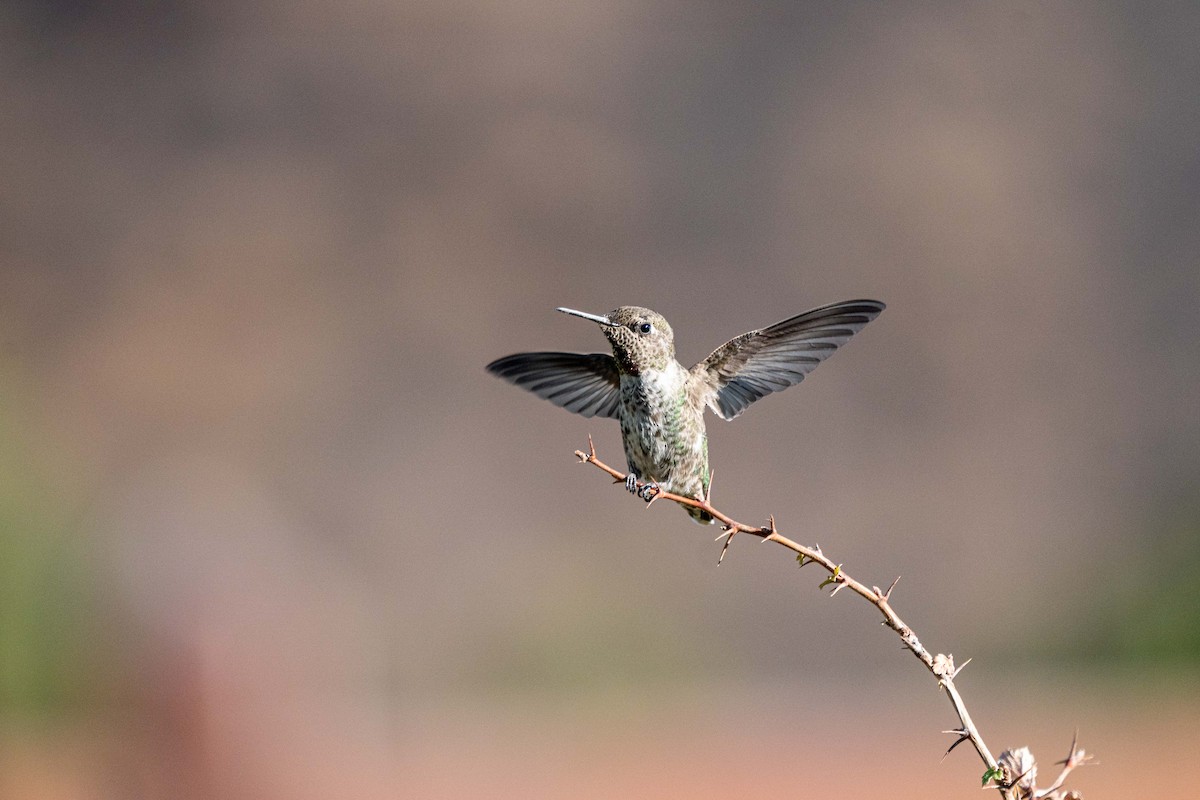 Anna's Hummingbird - ML369960781