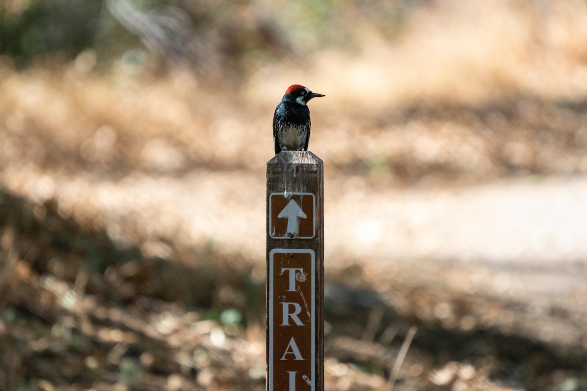 Acorn Woodpecker - ML369960791