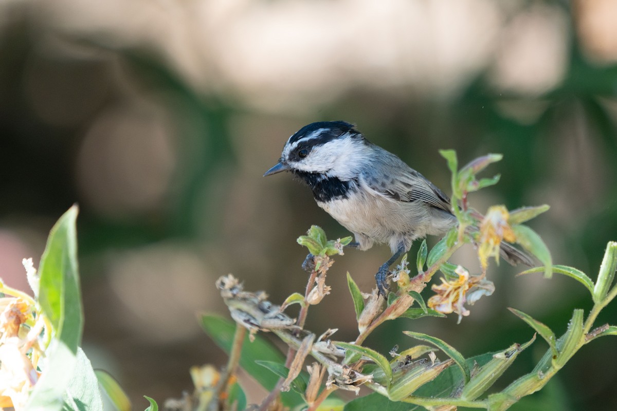 Mountain Chickadee - ML369960881