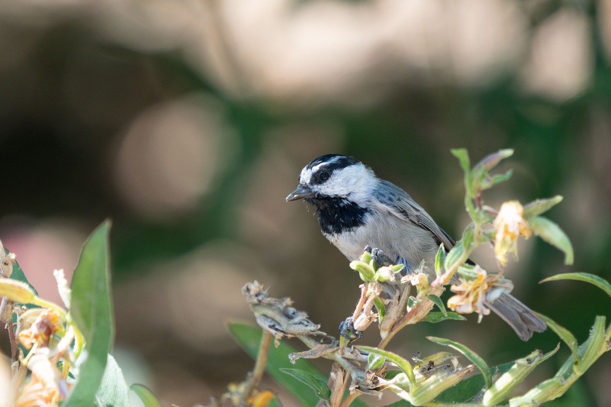 Mountain Chickadee - ML369960921