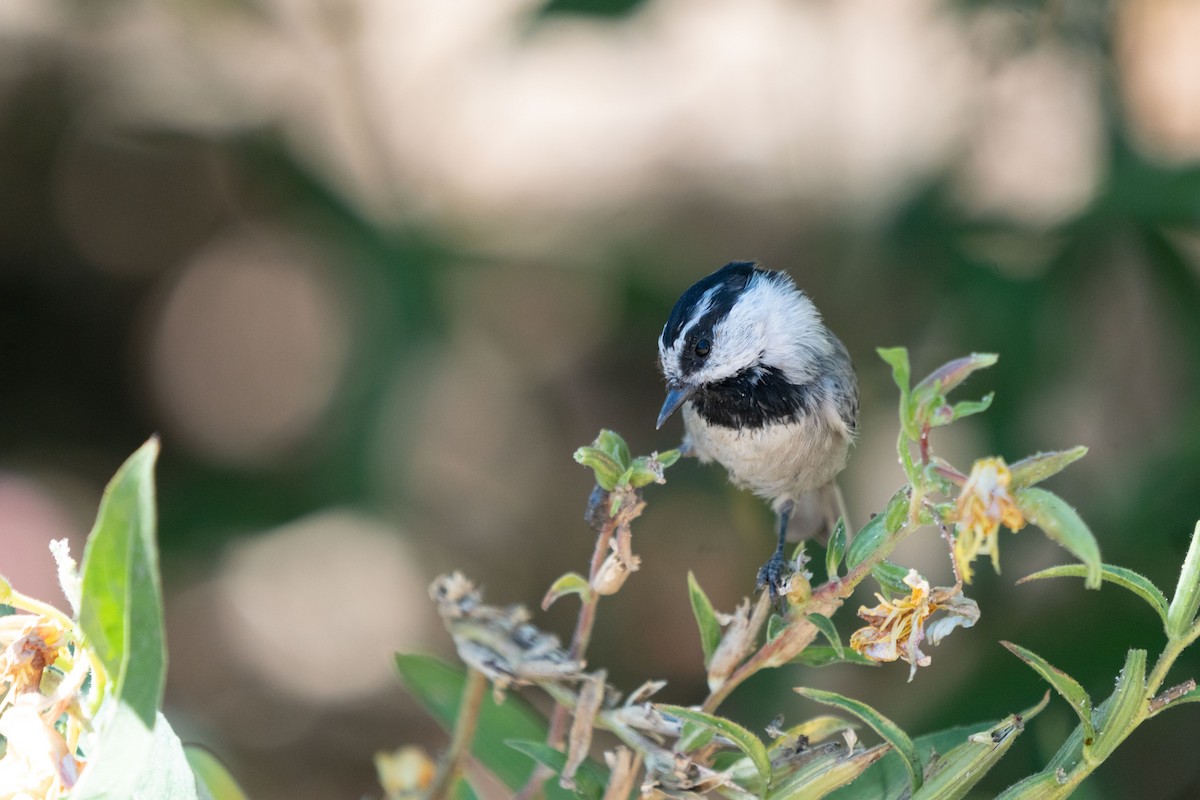 Mountain Chickadee - ML369960931