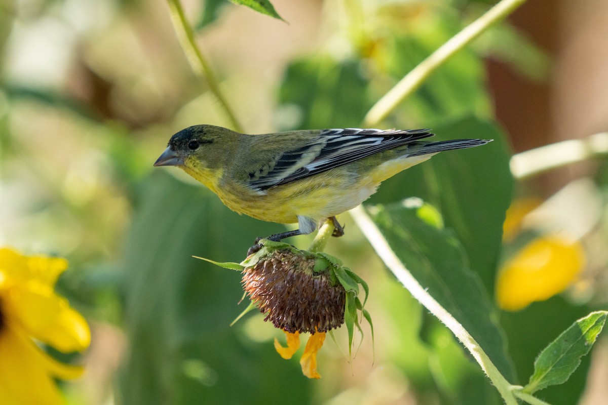 Lesser Goldfinch - ML369960951