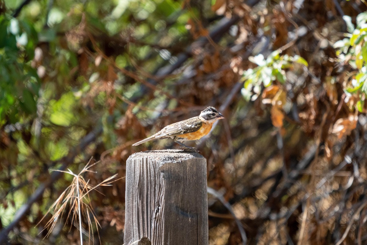 Black-headed Grosbeak - ML369960981
