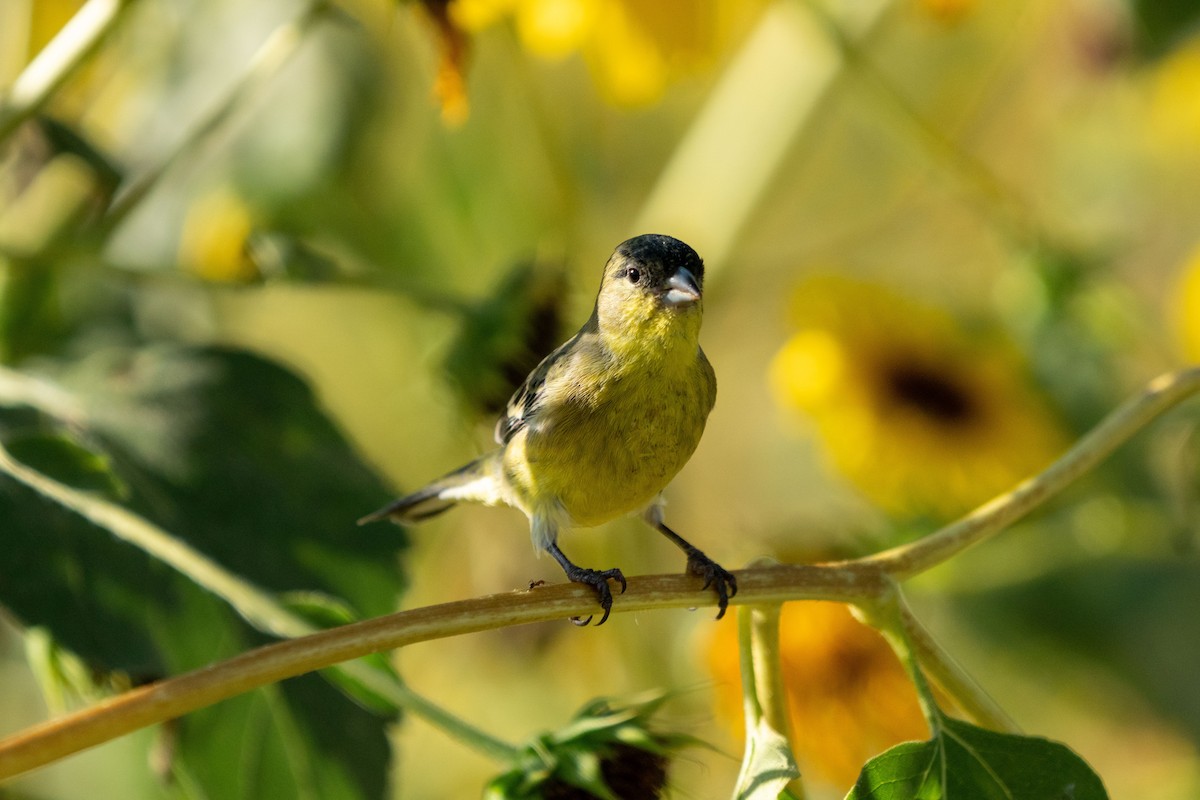 Lesser Goldfinch - ML369960991