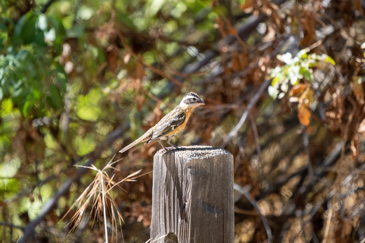 Black-headed Grosbeak - ML369961011