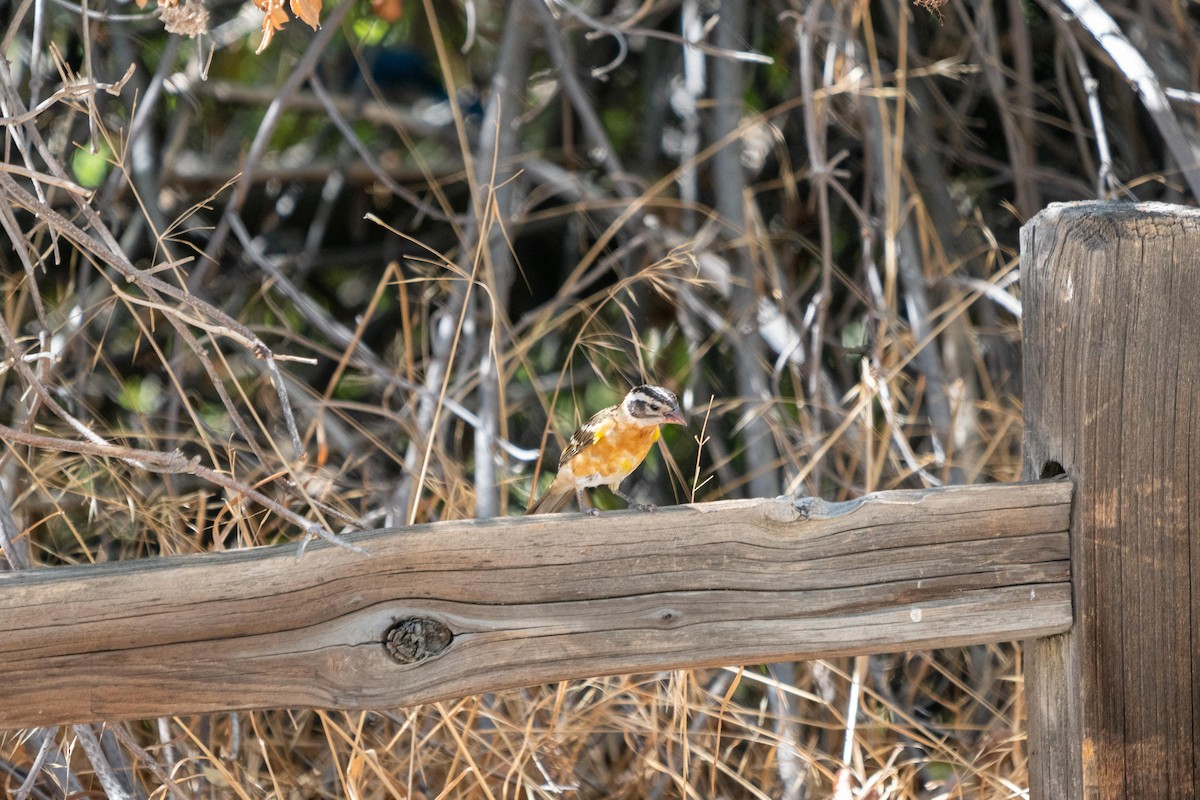 Black-headed Grosbeak - ML369961041