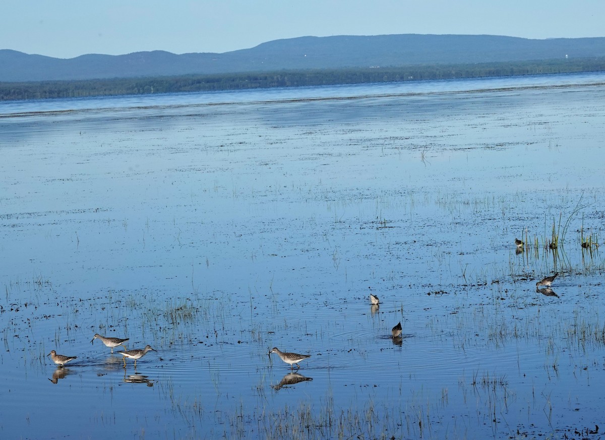 Lesser Yellowlegs - ML369965181