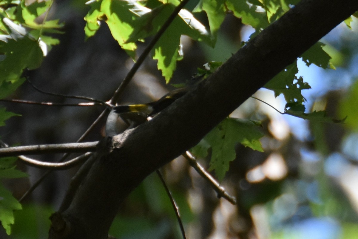 American Redstart - ML369968831