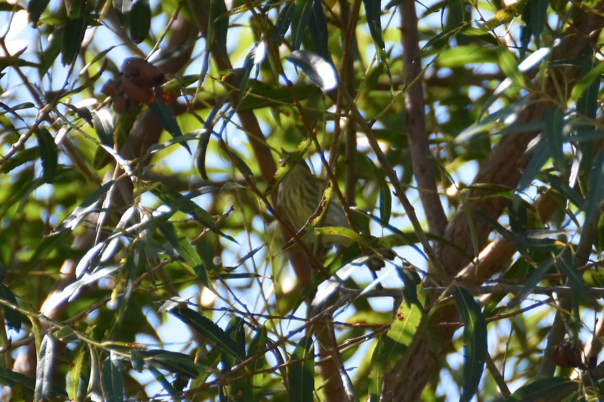 Cape May Warbler - ML369968911