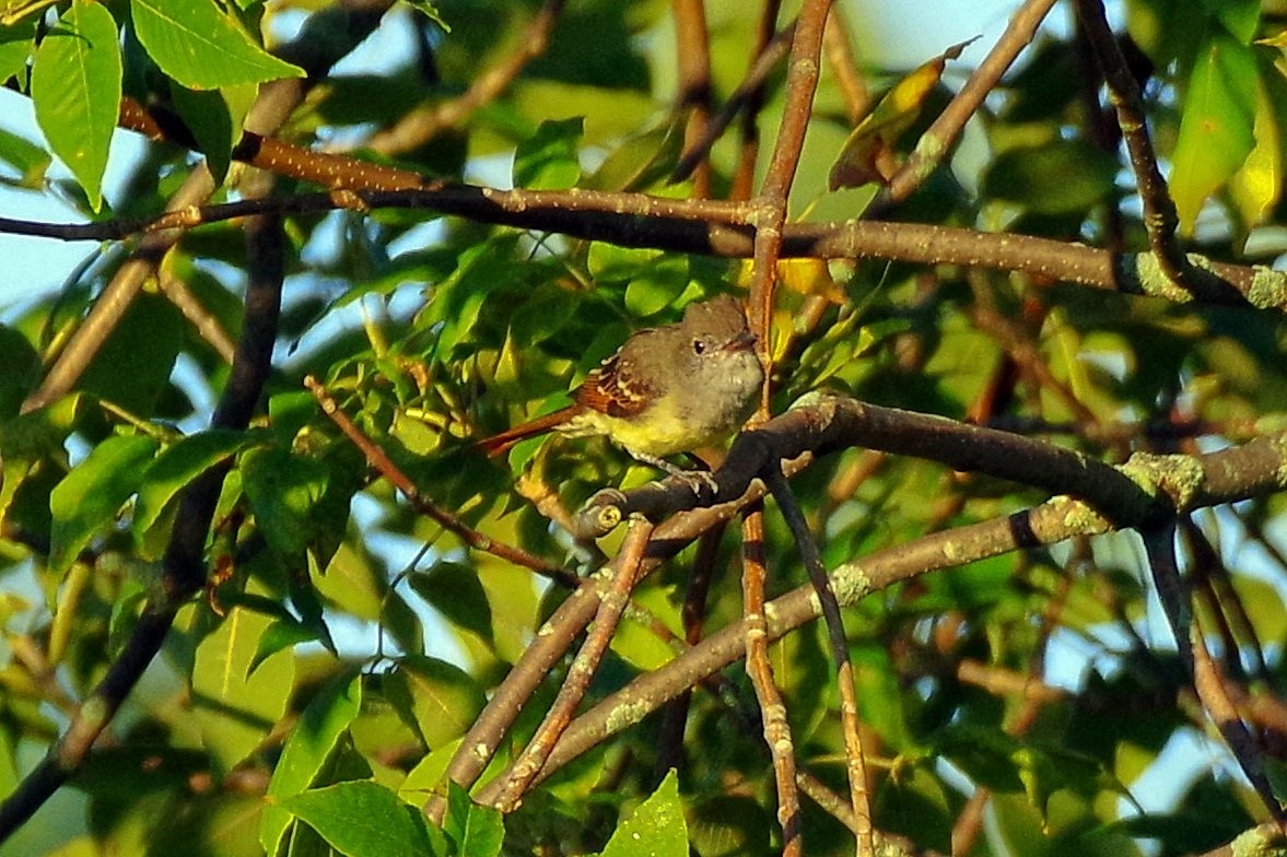 Great Crested Flycatcher - ML369970101