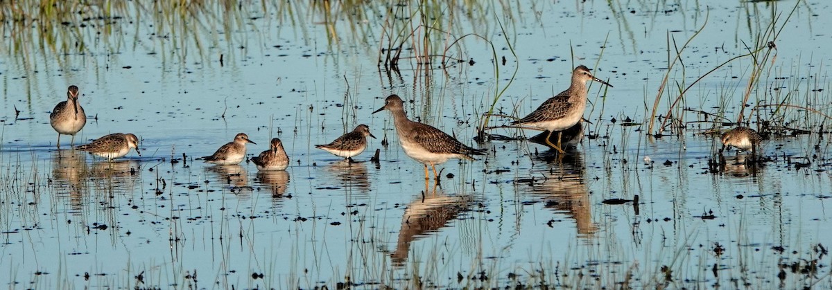 Lesser Yellowlegs - ML369970861