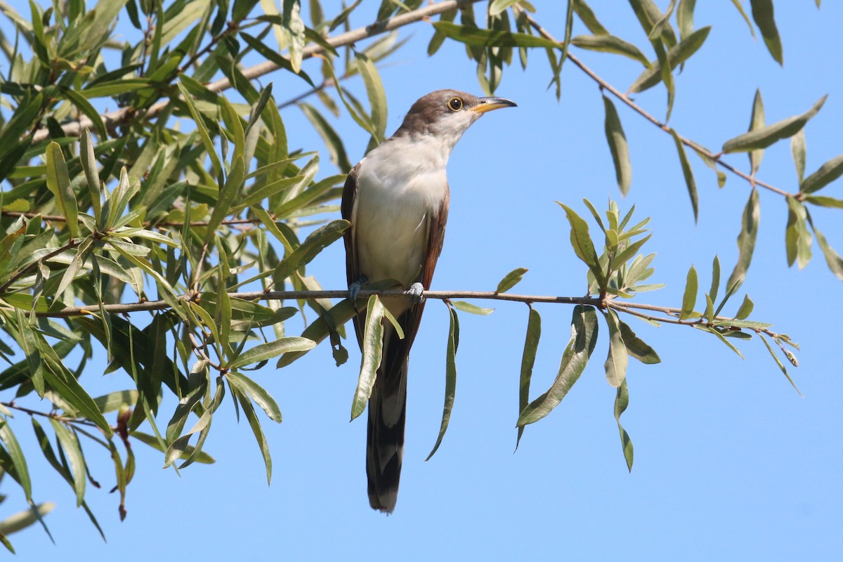 Yellow-billed Cuckoo - Steve Myers