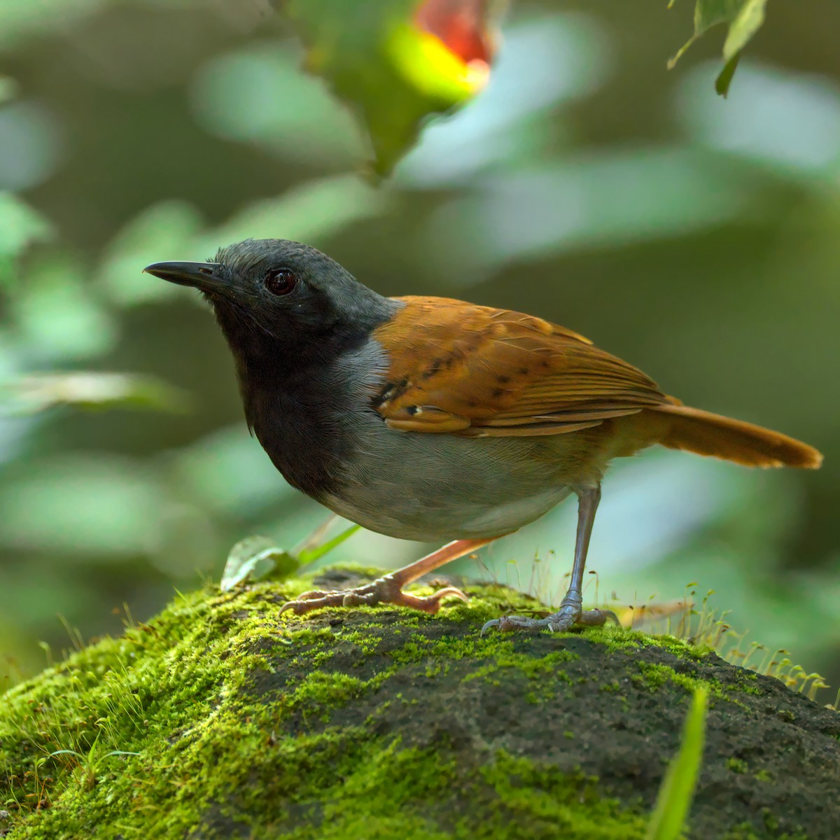 White-bellied Antbird - ML369971181