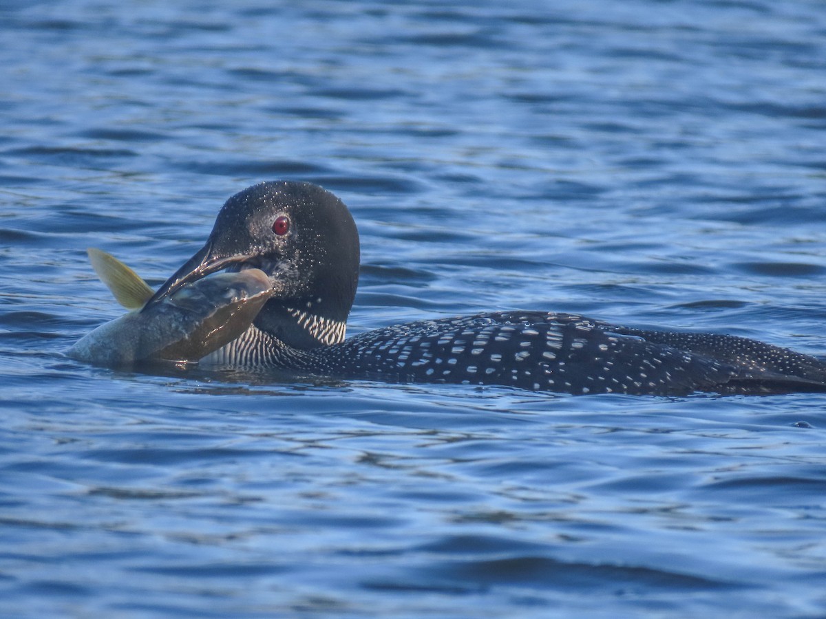 Common Loon - ML369972831