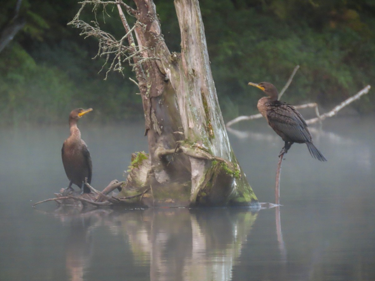 Double-crested Cormorant - ML369972871