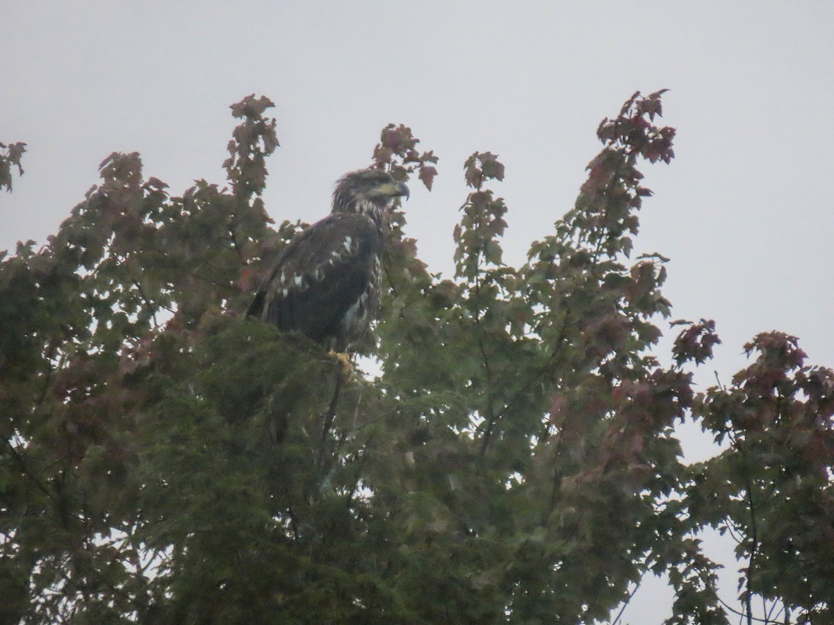 Bald Eagle - ML369972921