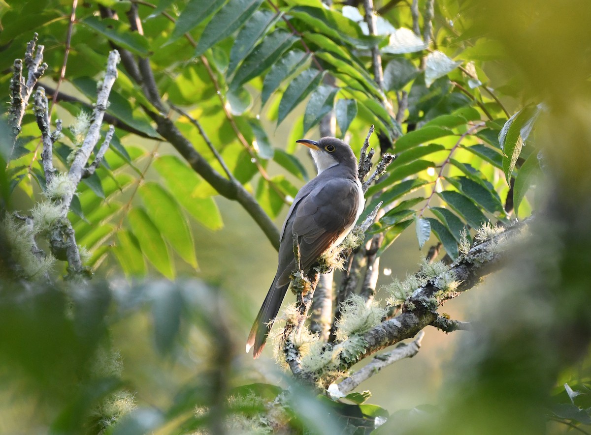 Yellow-billed Cuckoo - ML369973301
