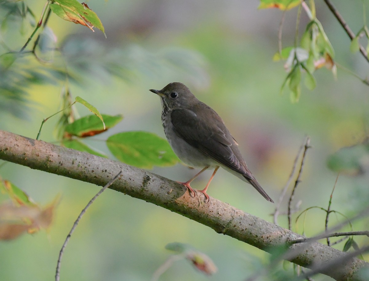 Gray-cheeked Thrush - ML369973401