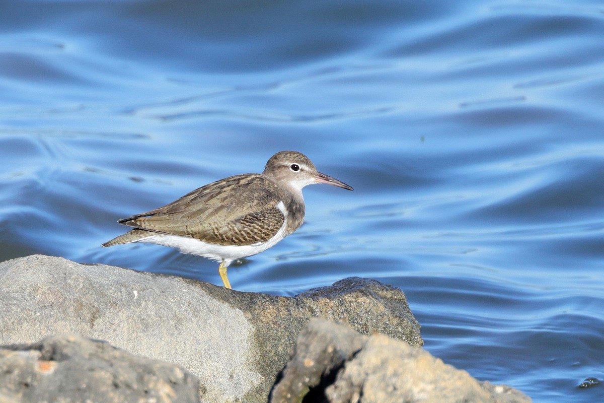 Spotted Sandpiper - Brent Cox