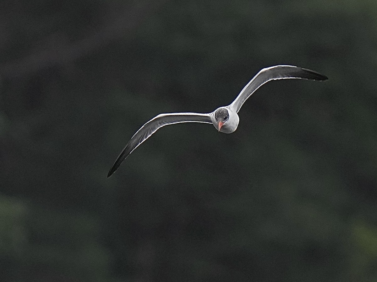 Caspian Tern - Joyce  Wood