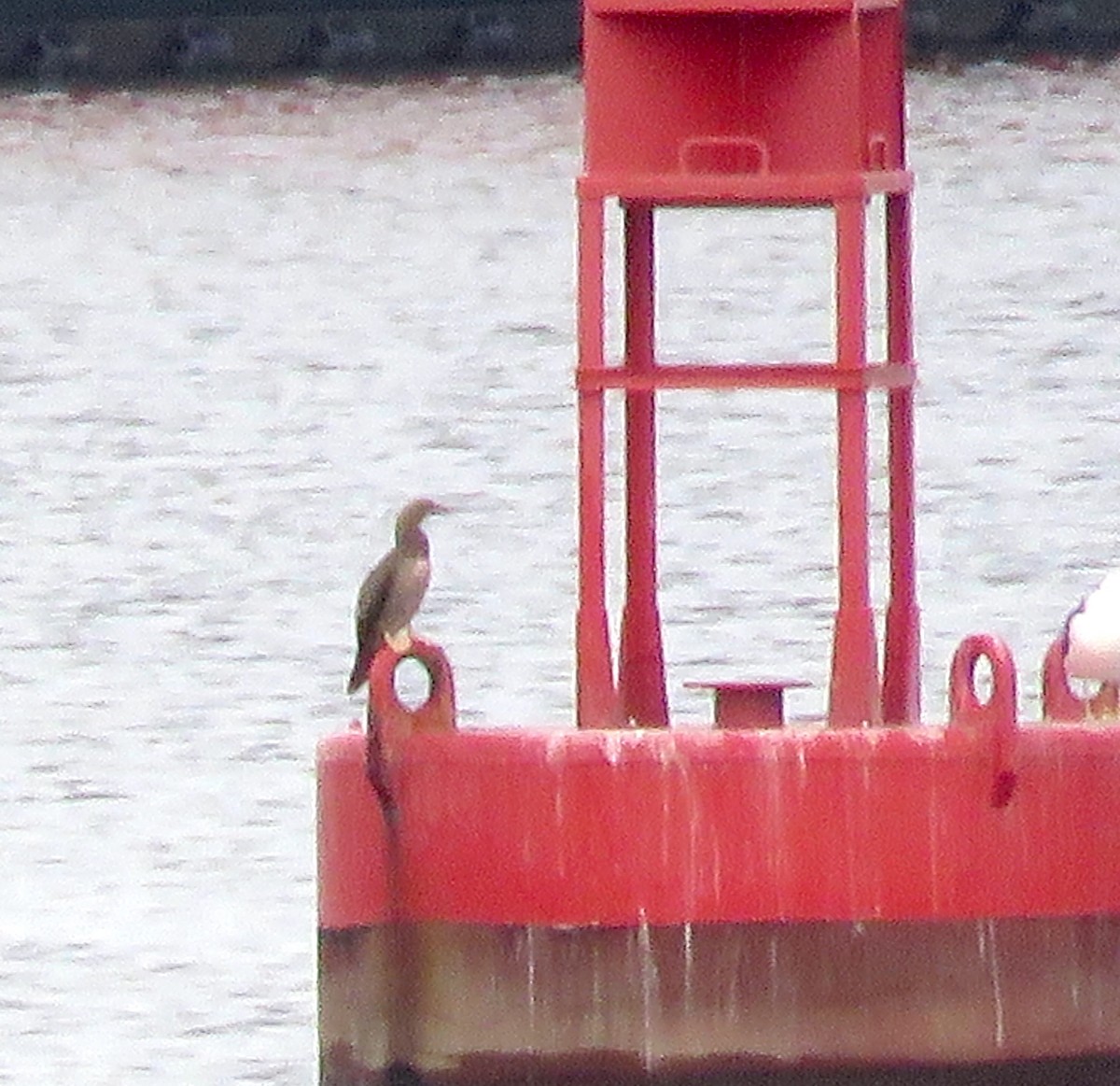 Brown Booby - ML369978621