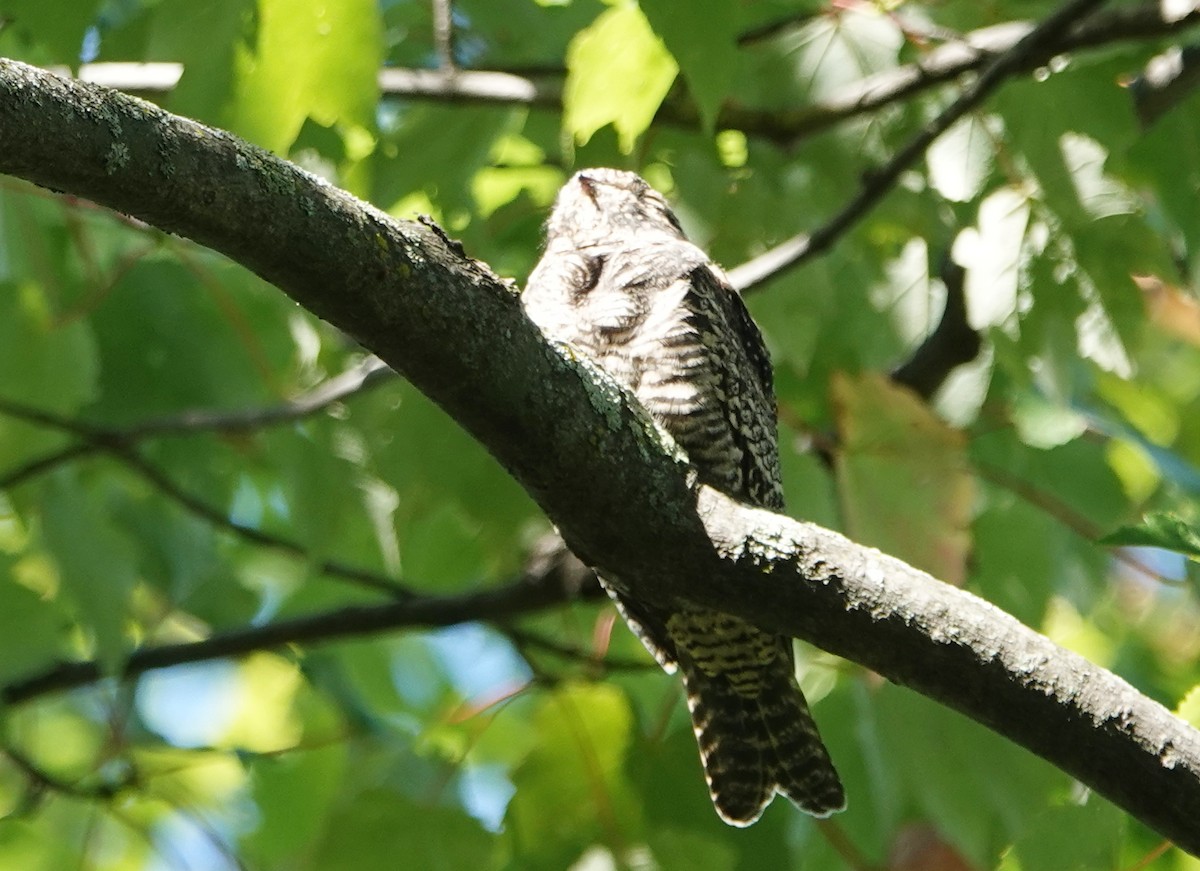 Common Nighthawk - ML369980151