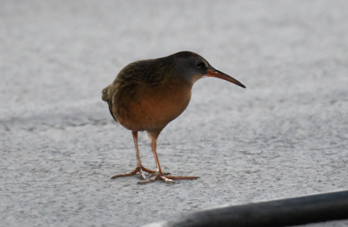 Virginia Rail - ML369980701